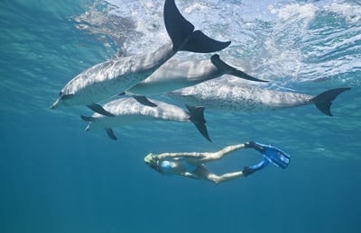 Swim with the Dolphins.jpg